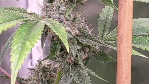 Better Than Your OG [BTY OG] pollinated by Triangle Canyon [CLONE ONLY]