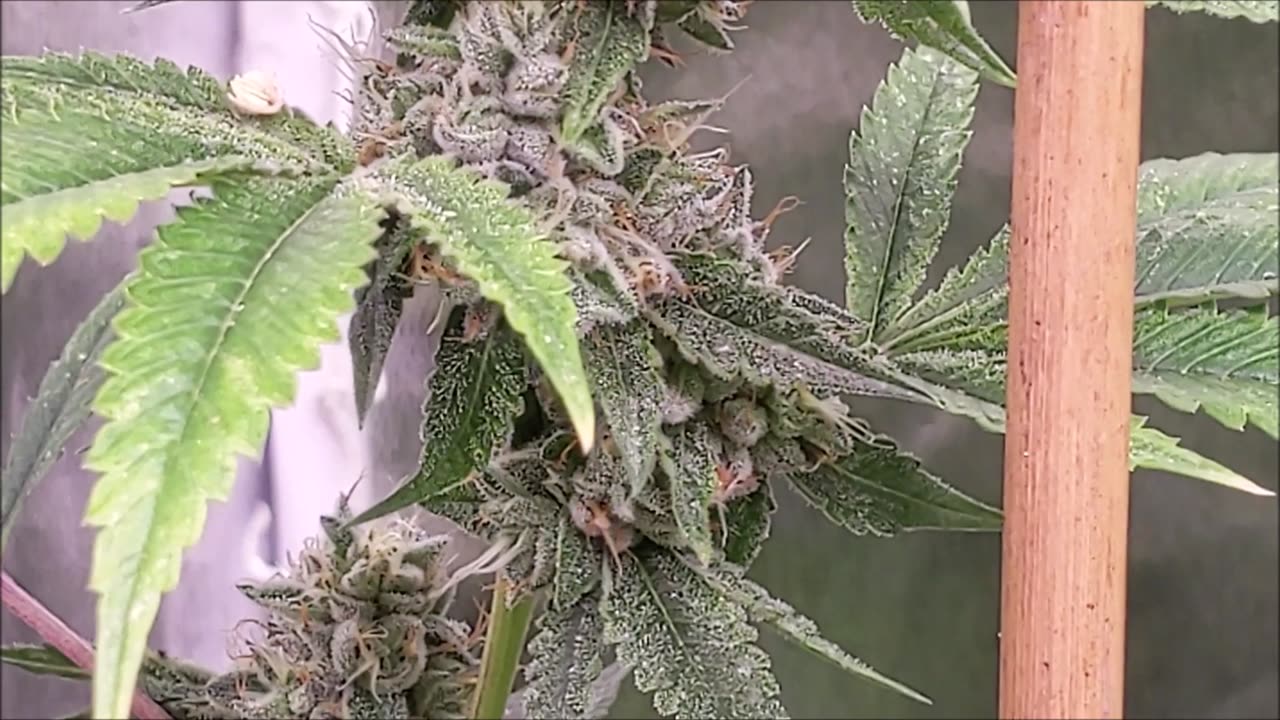 Better Than Your OG [BTY OG] pollinated by Triangle Canyon [CLONE ONLY]