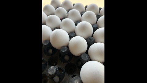 Eggs