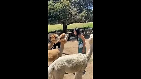 An Amazing moment of some Funny Animals