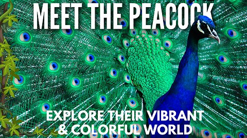 The Magnificent World of Peacocks: Nature's Most Colorful Birds