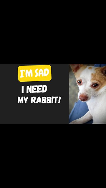 Hilarious Reaction to Dog's New Toy