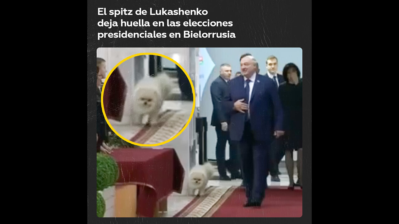 🙈Lukashenko acude a votar con su perro y ocurre esto