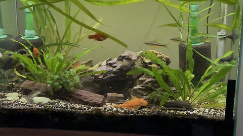 Community Tank