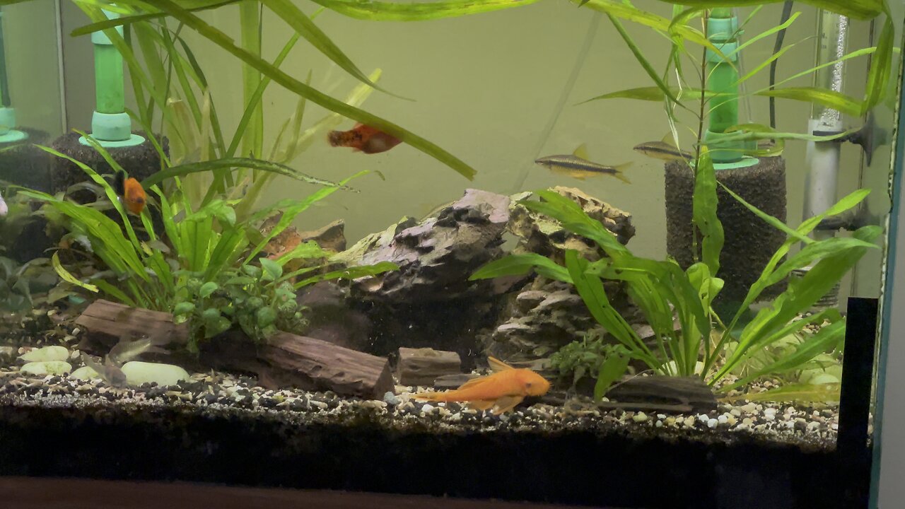 Community Tank
