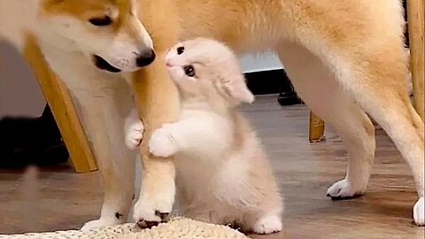 Funny cat and dog videos 2025 | funny animal videos 2025 | funniest animal try not to laugh - Ep.15