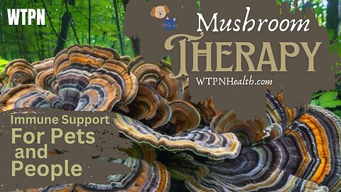 WTPNHealth - MUSHROOM THERAPY FOR PETS AND PEOPLE - IMMUNE SUPPORT