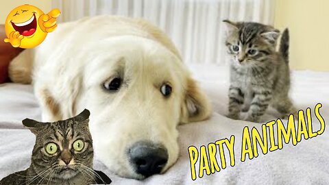 Funny Party Animals videos part 15 - Funny cats/dogs - funny animal