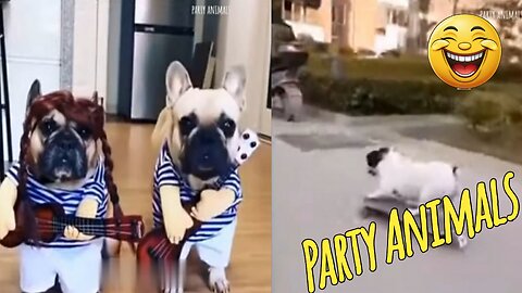 Funny Party Animals videos part 15 - Funny cats/dogs - funny animal