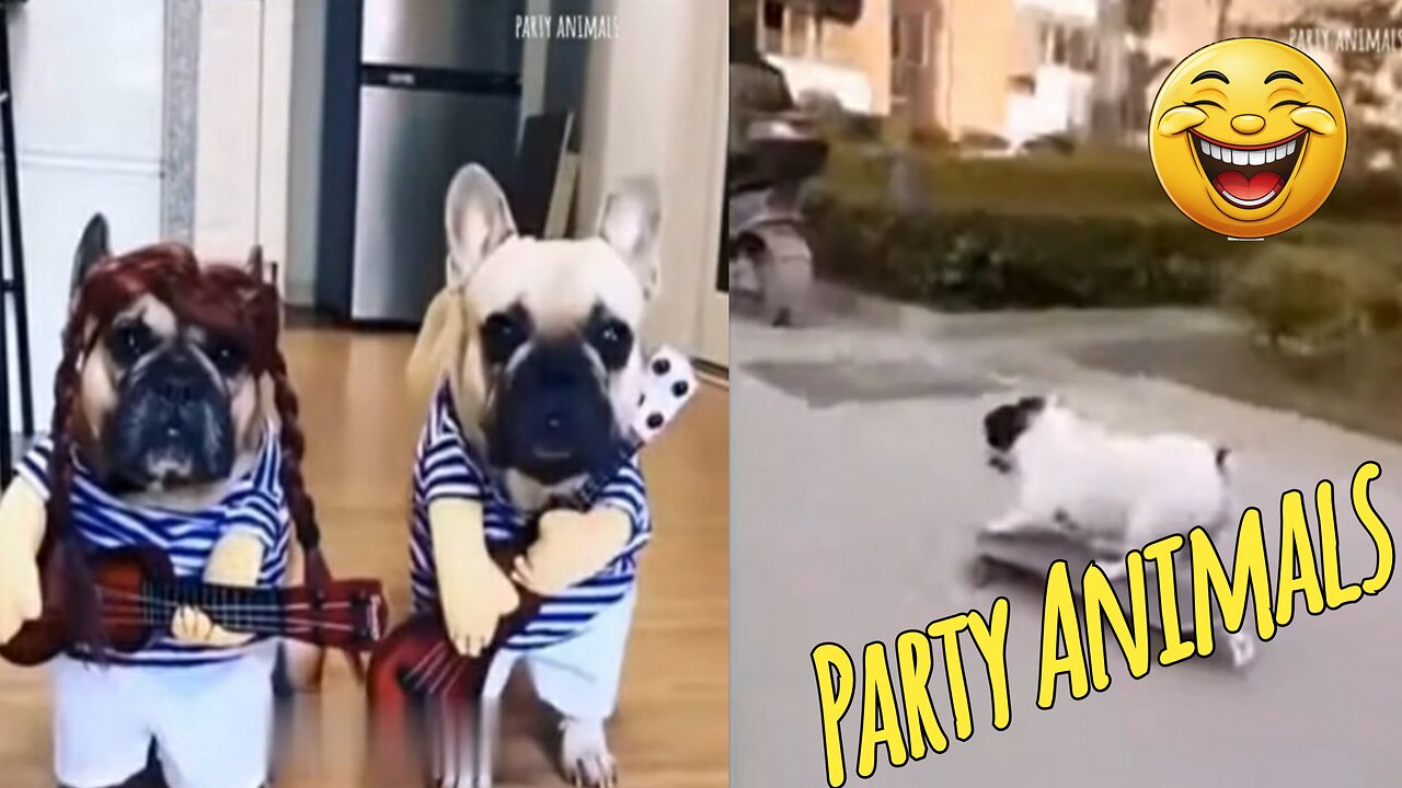 Funny Party Animals videos part 15 - Funny cats/dogs - funny animal