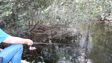 Fish Were Biting In The Everglades