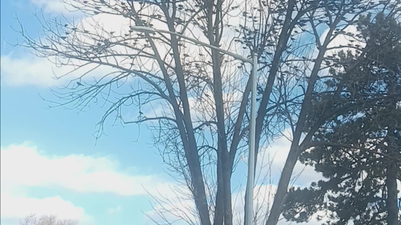 The birds