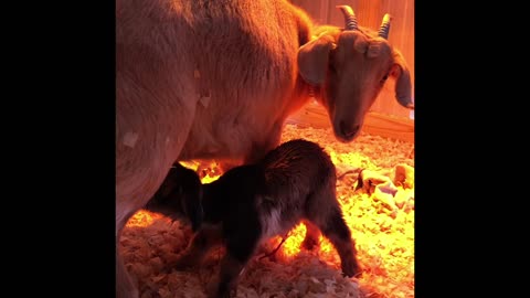 First Goat Born on My Farm