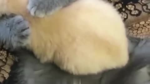 Kitten Gives Puppy the Sweetest Hug! 😍 #TooCute