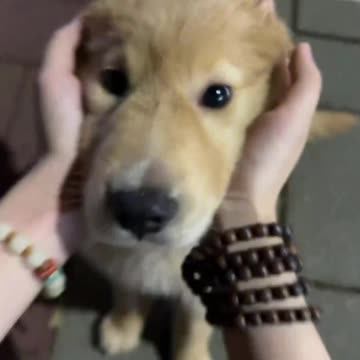 Little Bunny and Fluffy Chick: A Joyful Adventure Together