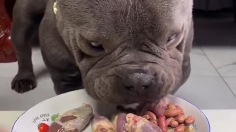 "Heartwarming Mealtime: A Dog's Daily Food Adventures"