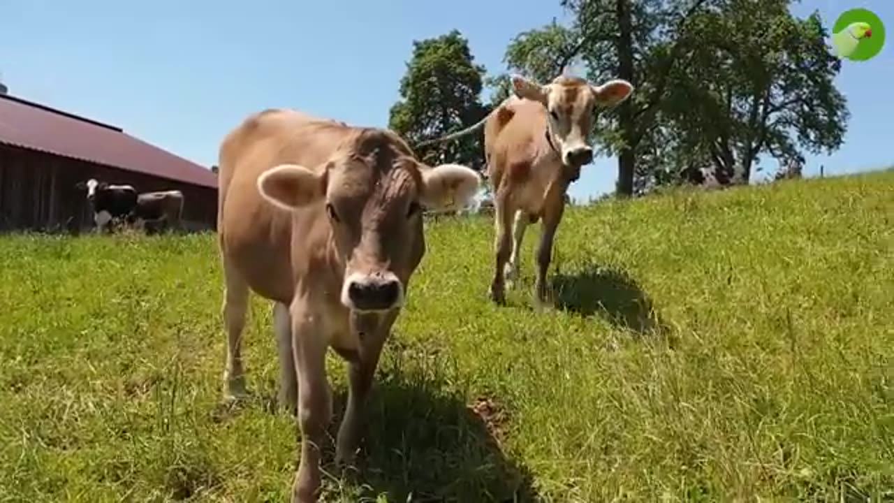 BEAUTIFUL COW VIDEO , COWS GRAZING & MOOING | Cow Video