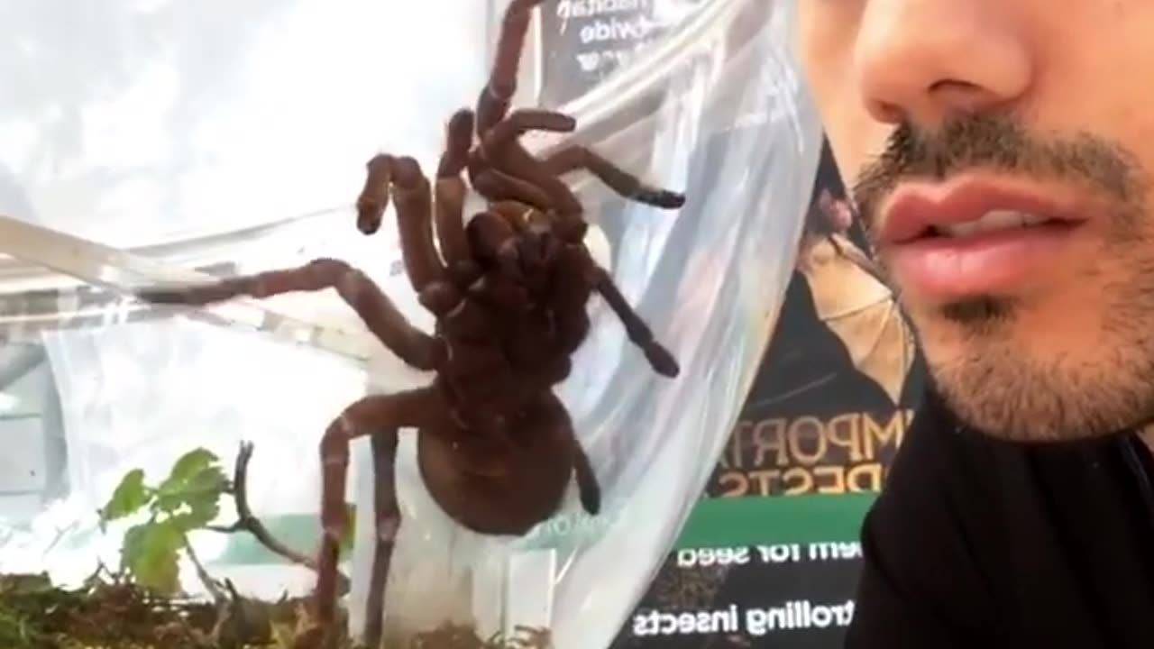 FEDE VIGEVANI ARAÑA