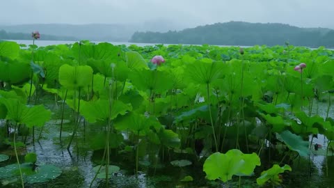 The beautiful little lake is raining