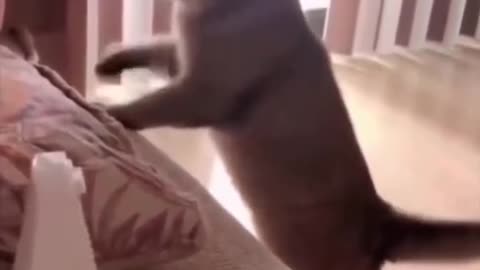 Epic Viral Funny Animal 😂 part20