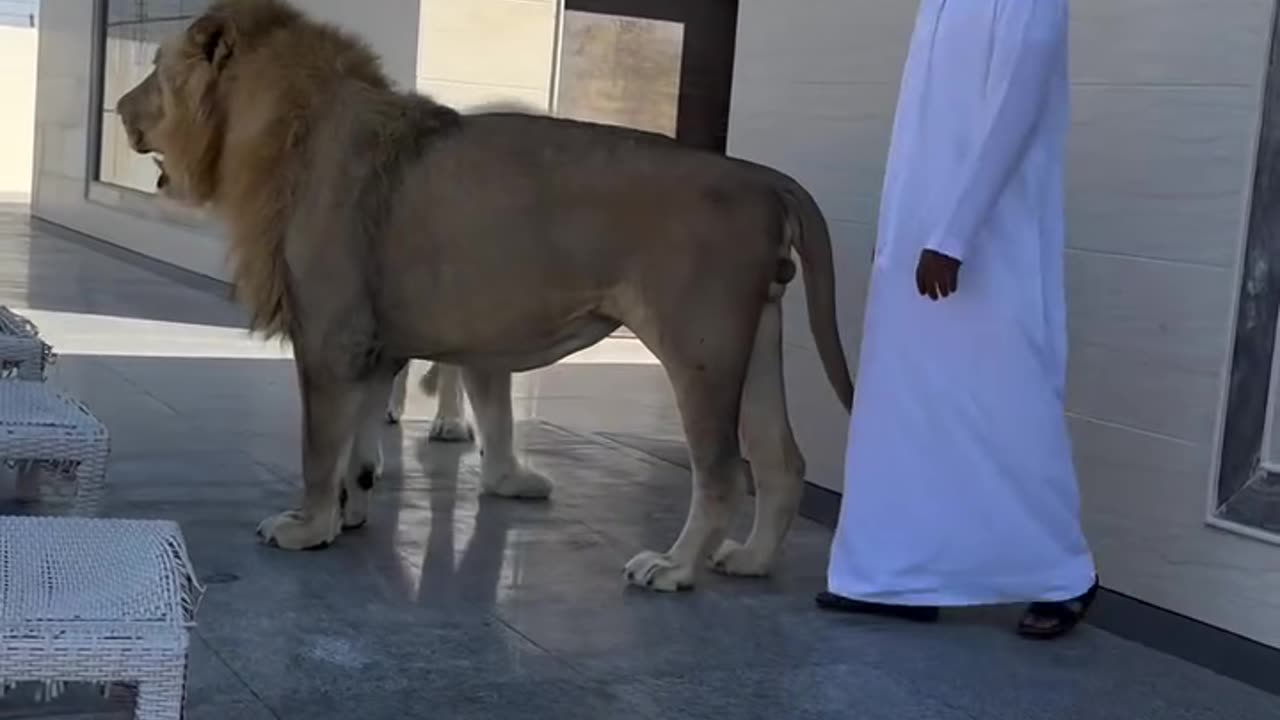 sher bhi gham e rahata hai , lekin darta nahi hai