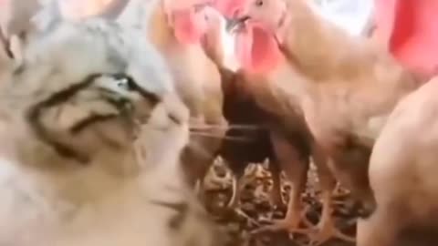 Funny animal 🥰😂❤️