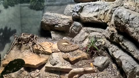 Catalina Rattlesnake at the San Diego Zoo