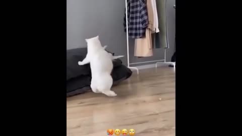 Cute and funny cats