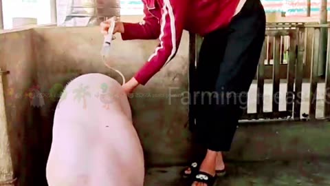 Very easy method of artificial insemination of pigs, watch the video till the end.