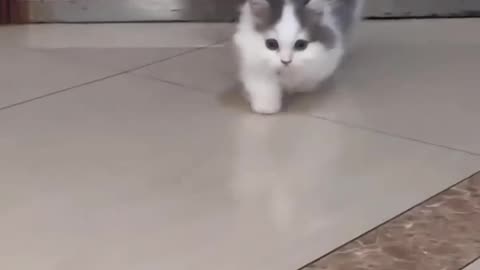 Cute cats having fun