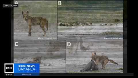 Northern California coyotes are hunting harbor seals. Here's why