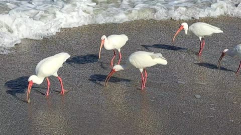Ocean at Melbourne Florida