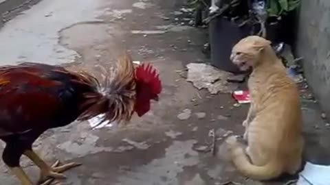 Cat & Chicken Fighting