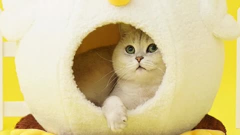 Cute Cat House with Rotating Turntable Toy