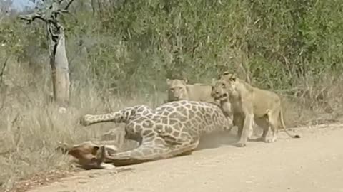 Lion attack giraffe in road