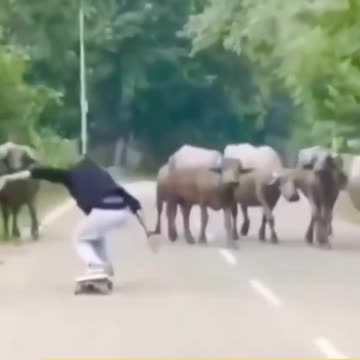 🙀 Taking on a buffalo challenge 🦬