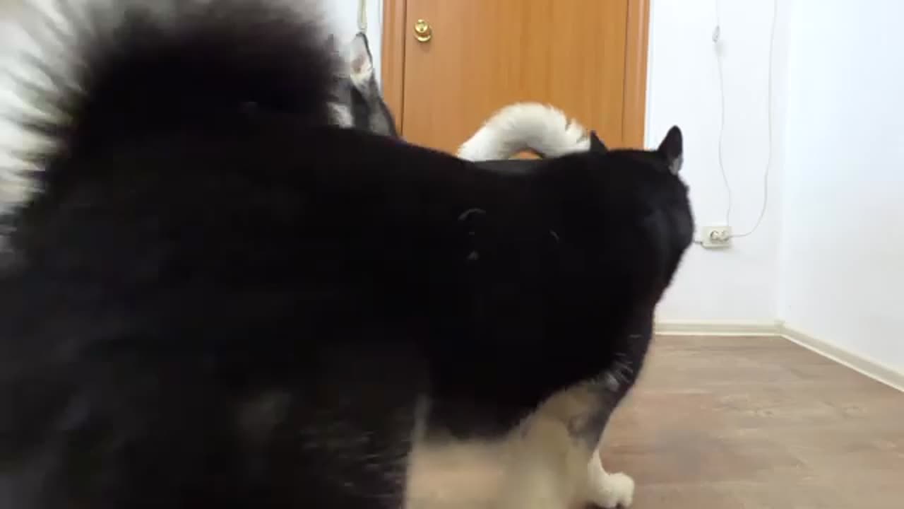 How small is the hole that a husky can fit through? Now We Know Who the Fattest of the Dogs is!