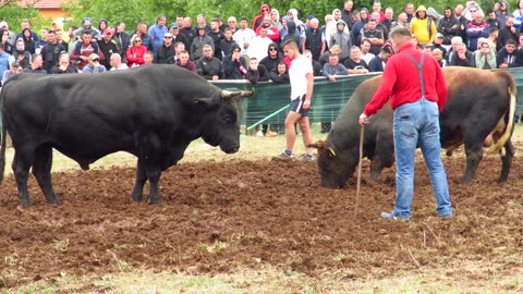 DAMPER OD JOŽE I MARKA VS KUKAN OD ŠKOKIĆA DICMO 2023