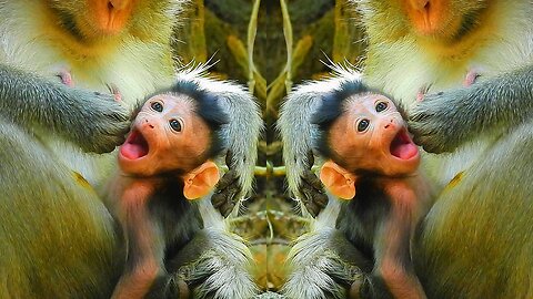 It's Hard Cleaning For Newborn Baby Monkey AMELIA