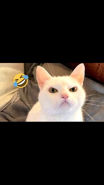 Cute Cat videos 🐱🐱