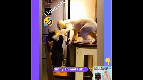 funny cat n dog video