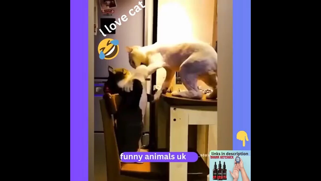 funny cat n dog video