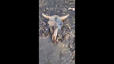 Digging an old bison skull out gravel in a shallow creek.