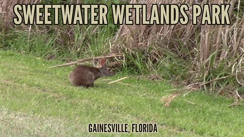 Sweetwater Wetlands Park