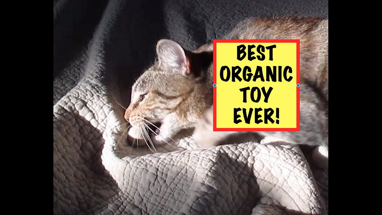 The Best ORGANIC Cat Toy Ever!