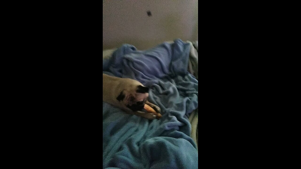 precious bone