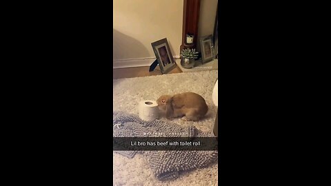 Why do we love rabbits?