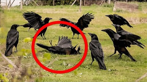 Crow Came To Its Best Friend's Funeral But What Happened Next Will SHOCK You