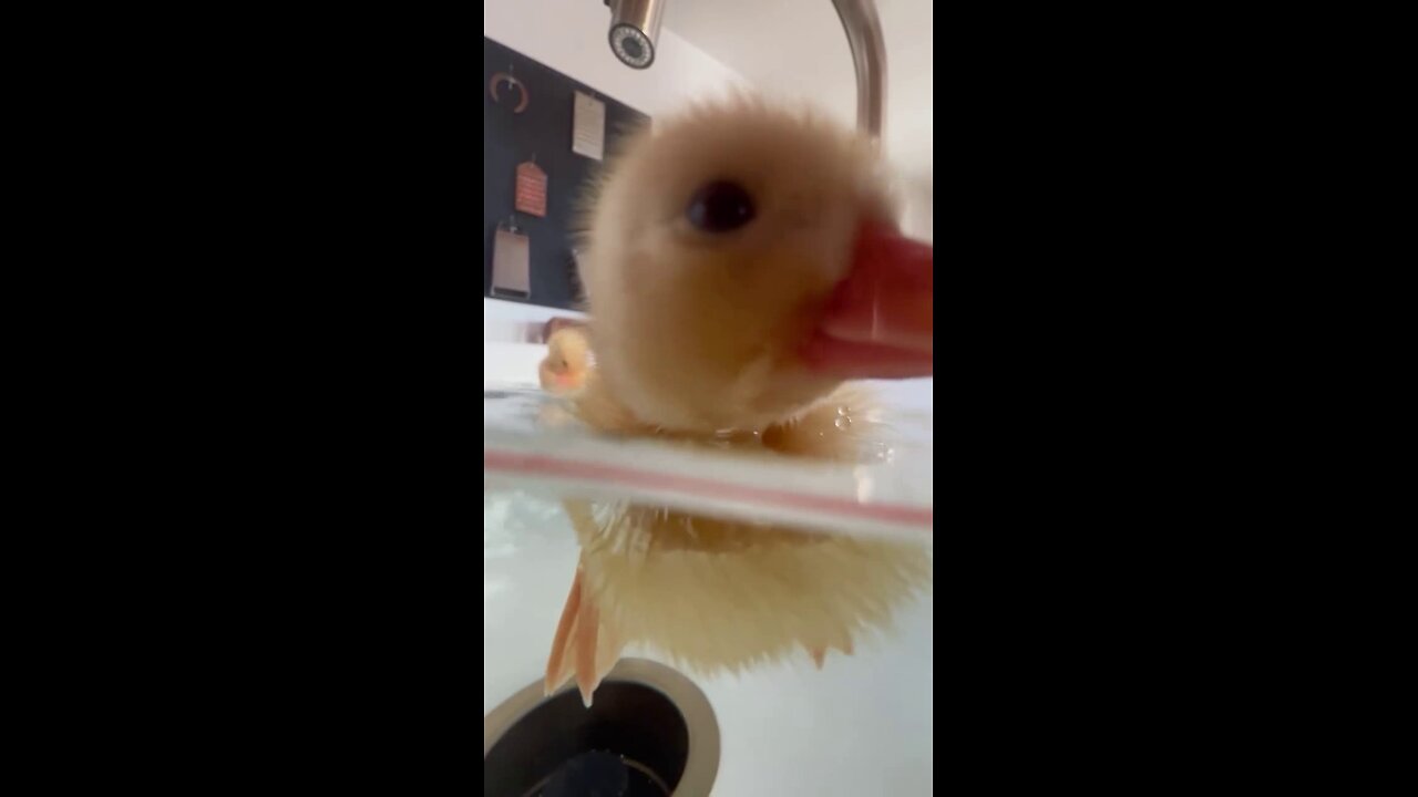 Duckling Swims in Sink!
