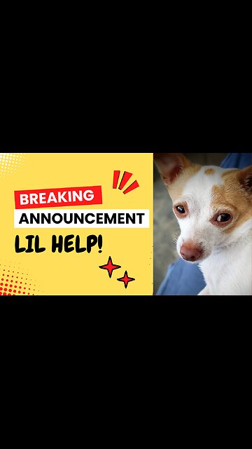 HILARIOUS Stubborn Dog!